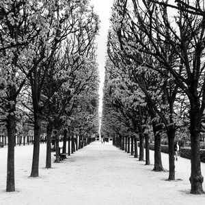 Road passing through trees