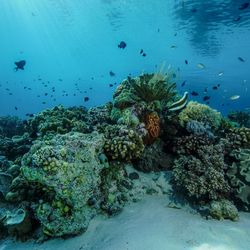 Fish swimming in sea