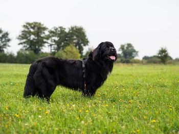 Black dog standing on field