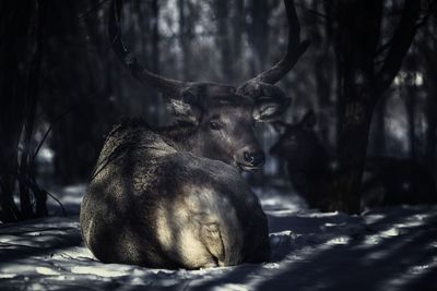 Deer in a forest