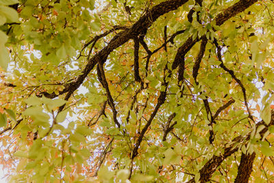 Low angle view of tree