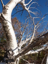 Close-up of bare tree in winter