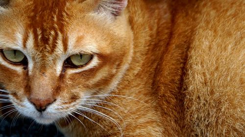 Close-up portrait of cat