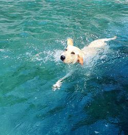 High angle view of dog swimming in pool