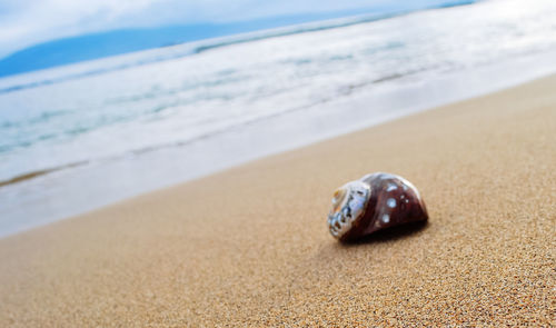 Close-up of seashell on sand at lahaina beach in hawaii