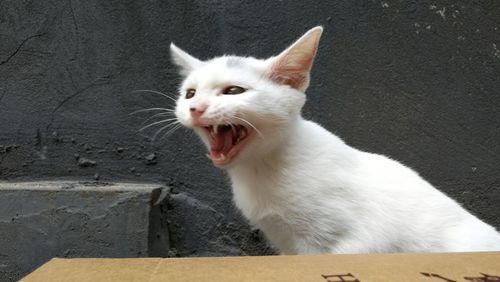 Close-up of cat yawning