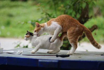 Side view of a cat standing on table