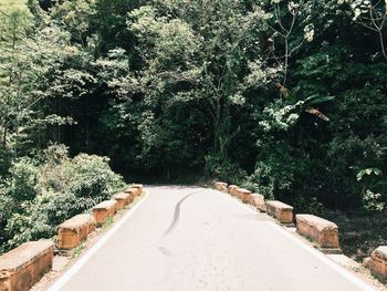 Trees along road