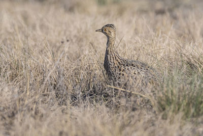 Close-up of bird on field