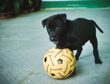 Portrait of black dog