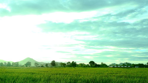 Scenic view of agricultural field against sky