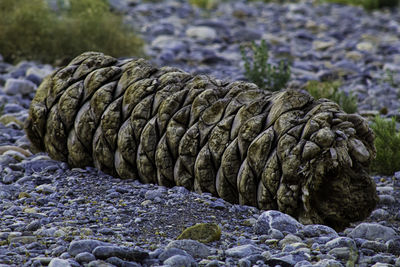 Close-up of stones on rock