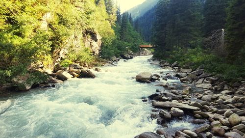 Scenic view of waterfall in forest