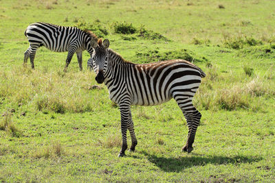 Zebras on field