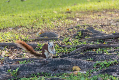Squirrel on field