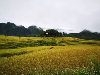 Scenic view of rice field against sky