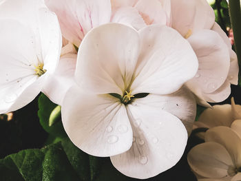 Close-up of white flowering plants