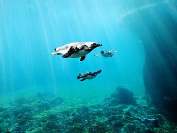 Penguins swimming undersea