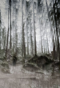 Pine trees in forest