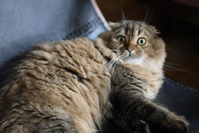 Close-up portrait of a cat at home