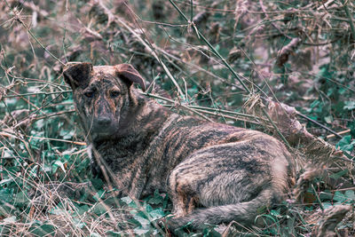 Photo of a stray dog in a wood