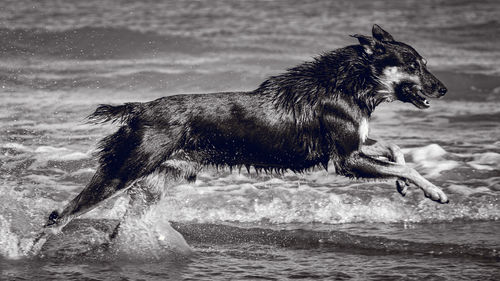Side view of dog running in sea