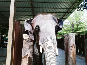 Close-up portrait of elephant