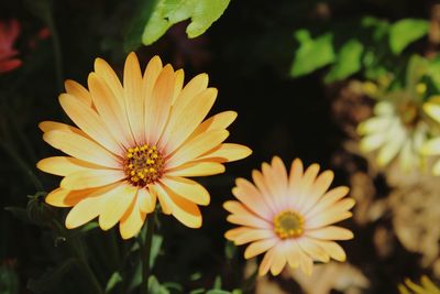 Close-up of yellow flowers blooming outdoors