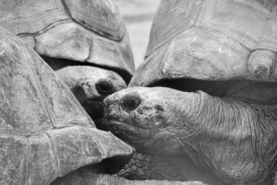 Close-up of a turtle