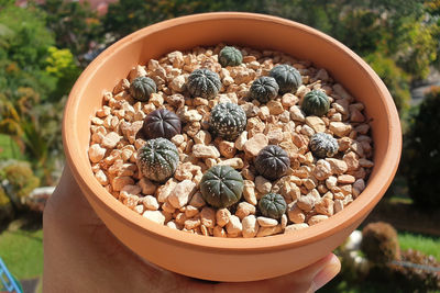 High angle view of hand holding plants