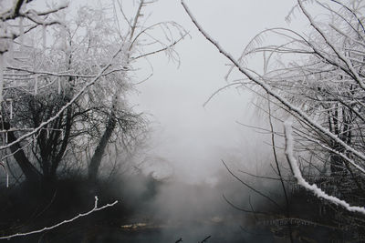 Bare trees against sky during winter