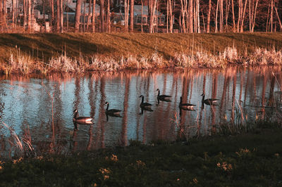 View of swan swimming in lake