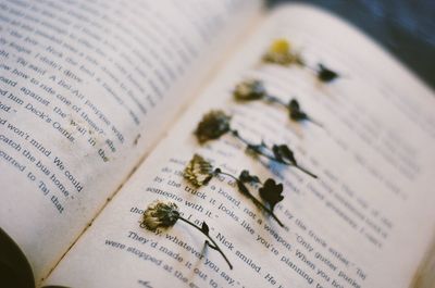 Close-up of dried flowers on book