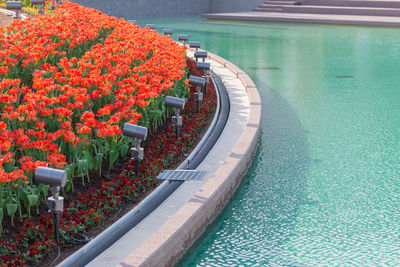High angle view of flowering plants by swimming pool