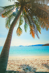 Palm tree by sea against sky