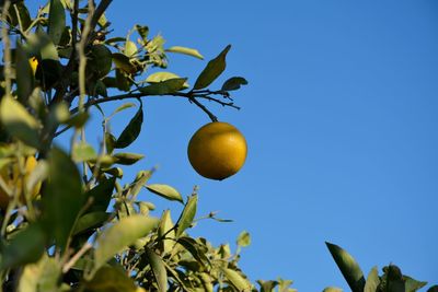 Low angle view of citrus fruit growing on tree against clear blue sky