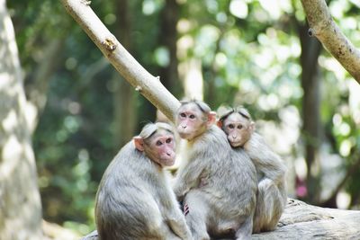 Monkey sitting on tree