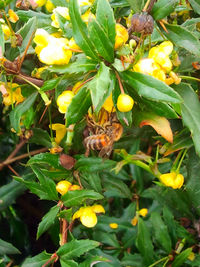 Close-up of yellow flowers