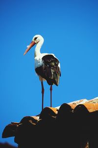 Low angle view of bird perching against clear blue sky