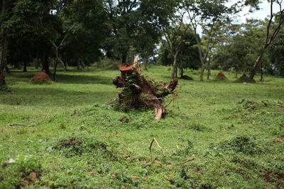 Trees in a field