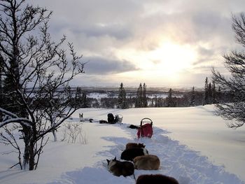 Dog on snow covered land against sky