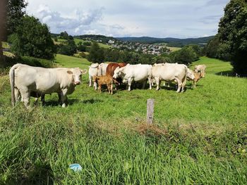 Cows standing in a field