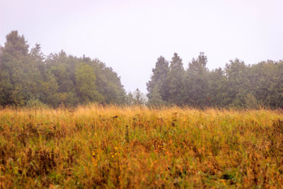 Scenic view of field against clear sky