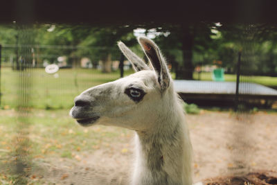Close-up of llama at farm