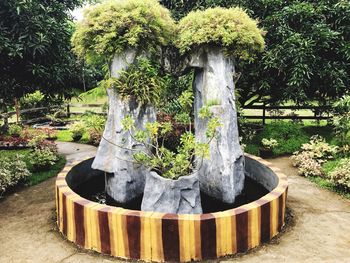 View of plants in park