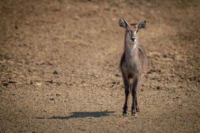 Young male common waterbuck stands casting shadow