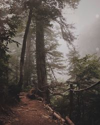 Footpath amidst trees in forest against sky