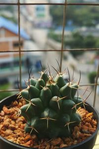 Close-up of succulent plants in greenhouse