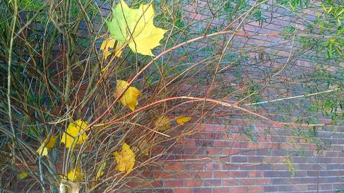 Close-up of plant against bare tree