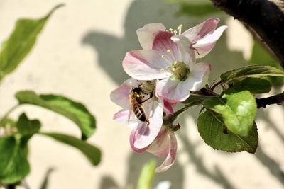 Close-up of bee pollinating on flower